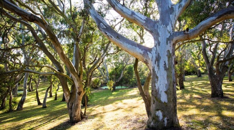 Remnant Eucalyptus camuldulensis stand at Red Gums (Image: Claire Takacs)