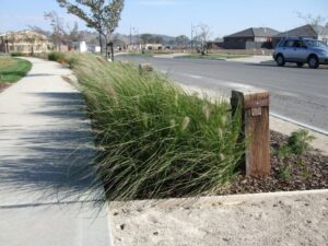 Cenchrus purpurascens 'PA300' Trade Name Nafray®