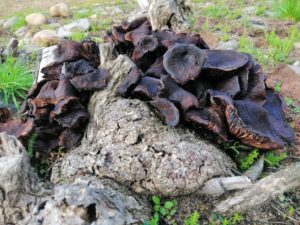 a) and b) Armillaria on woody shrub stumps caused extensive plant death in the Dry River Bed (Image: Royal Botanic Gardens Victoria)