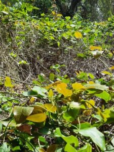a) and b) Vine thickets are overlooked in the landscape, yet they provide cover and nesting opportunities for some threatened native bird species