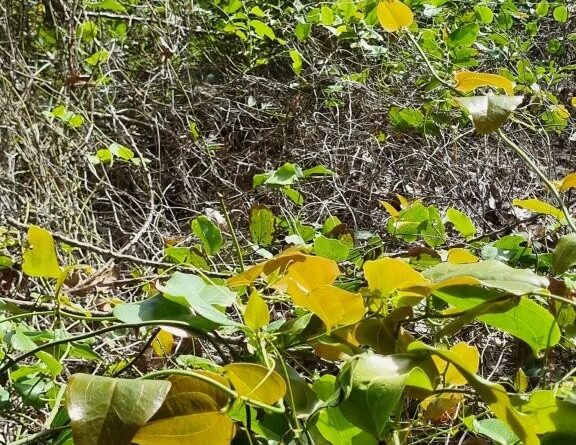 a) and b) Vine thickets are overlooked in the landscape, yet they provide cover and nesting opportunities for some threatened native bird species