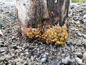 Armillaria on woody shrub stumps caused extensive plant death in the Dry River Bed (Image: Royal Botanic Gardens Victoria)