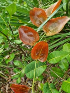 Vine thickets are overlooked in the landscape, yet they provide cover and nesting opportunities for some threatened native bird species