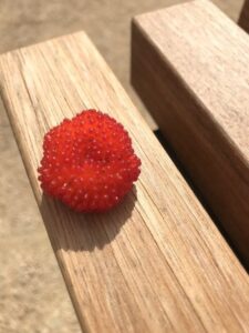 Native raspberry (Rubus probus) is a fruit enjoyed by everyone that comes across this plant