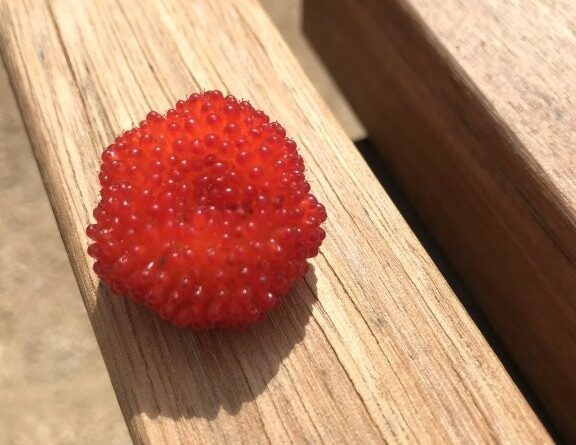 Native raspberry (Rubus probus) is a fruit enjoyed by everyone that comes across this plant