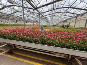 Roses happily growing on their own roots at Greenheart Farms