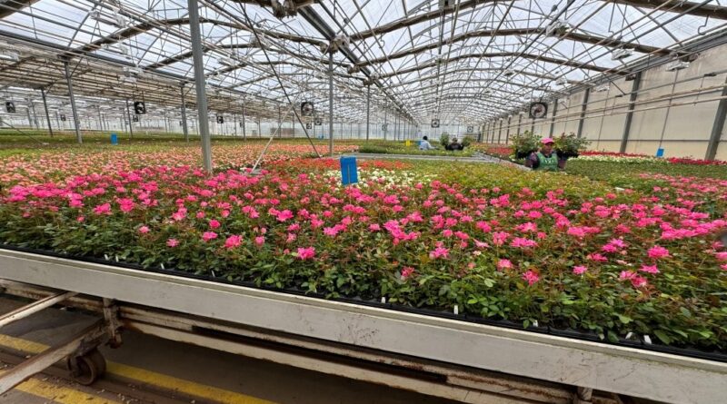 Roses happily growing on their own roots at Greenheart Farms
