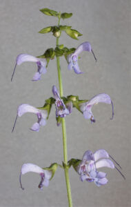 Salvia miltiorrhiza inflorescence (Image: First Light at English Wikimedia, CC BY 3.0)