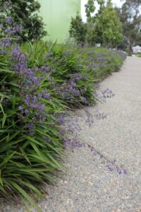 Dianella caerulea ‘DCMP01’ Trade Name Little Jess™
