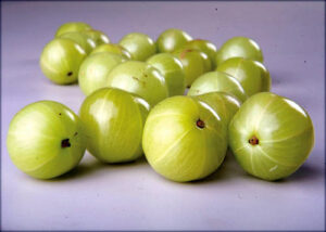 Close up of amla fruit showing segmentation (Image: Daleys Fruit Tree Nursery)