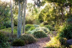 Mounded understorey is thriving under the canopy at Red Gums (Image: Claire Takacs)