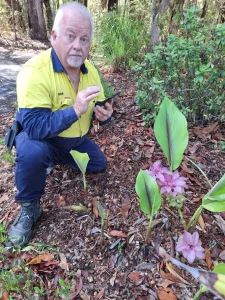 Richard Ackland ground-truthing Curcuma australasica (native turmeric) (Image: Rhonda Sorenson)