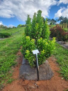 Viburnum odoratissimum 'VOT1' PBR Intended Trade Name Thin Fence™ (Image: Ozbreed)
