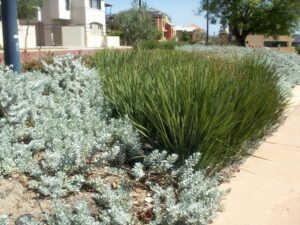 Dianella revoluta ‘DR5000’ Trade Name Little Rev™