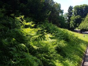 Massed ferns protect and showcase a bank, and complement the light and shade cast by the trees behind them
