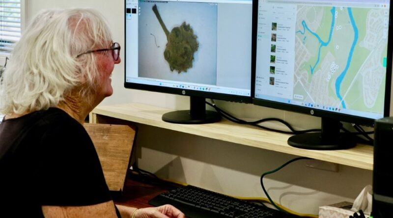Rhonda Sorensen, Coordinator of the Living Plant Collection Records, using Hortis (Image: Cheryl Cooper)