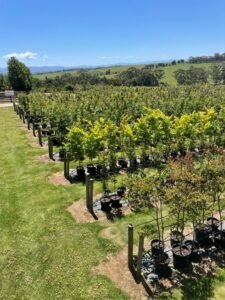 Urban Tree Growers is committed to cultivating healthy trees that make a meaningful impact on their community