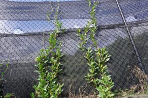 Hibbertia scandens 'HBS02' PBR Intended Trade Name Straightup™ (Image: Ozbreed)