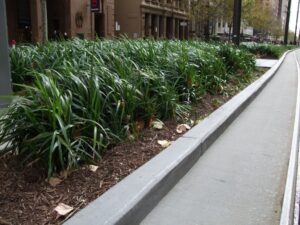 Dianella caerulea ‘DCNCO’ Trade Name Breeze®