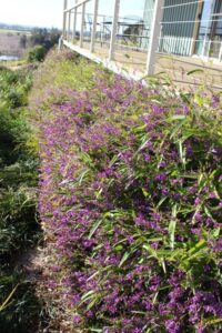 Hardenbergia violacea 'HB1' PBR Trade Name Meema™ (Image: Ozbreed)