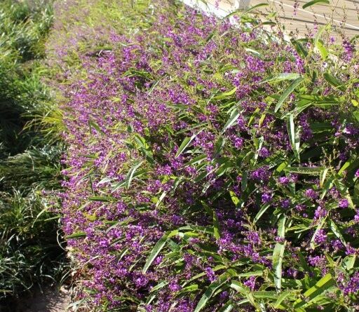 Hardenbergia violacea 'HB1' PBR Trade Name Meema™ (Image: Ozbreed)