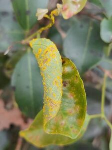 Myrtle rust (Austropuccinia psidii) on Rhodamnia sp. east of Hervey Bay, Queensland (Image: Tony van Kampen via iNaturalist, CC BY 4.0)