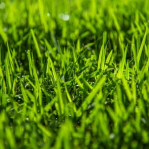 Zoysia Australis (entry name 16-TZ-14114 – Zoysia japonica) (Image: Lawn Solutions Australia)