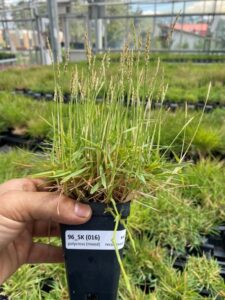 Zoysiagrass Cultivar 96_SK (016) – Polycross (mixed) (Image: Department of Crop & Soil Sciences, University of Georgia,)