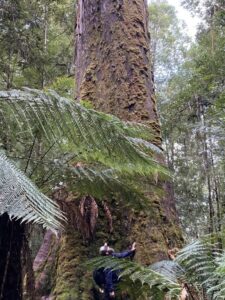 Geoffrey Weir at the base of a Eucalyptus regnans in Tasmania (Image: Supplied by the author)