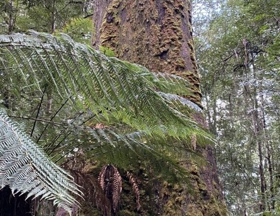 Geoffrey Weir at the base of a Eucalyptus regnans in Tasmania (Image: Supplied by the author)