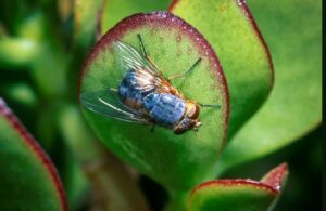 Blowflies are excellent pollinators (Image: Denis Crawford)
