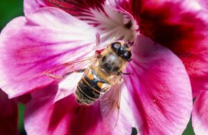 The common drone fly Eristalis tenax (Image: Denis Crawford)