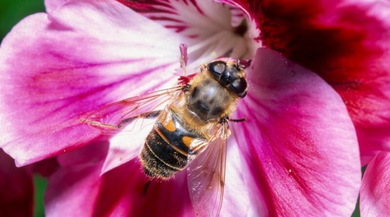 The common drone fly Eristalis tenax (Image: Denis Crawford)