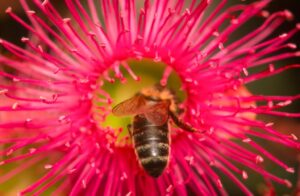 Feral honeybees are likely to die out (Image: Denis Crawford)