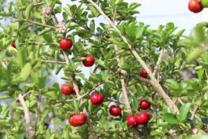 Close-up of ripe cherries hanging from an acerola tree