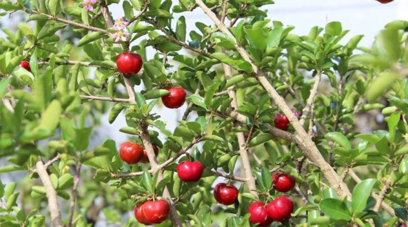 Close-up of ripe cherries hanging from an acerola tree