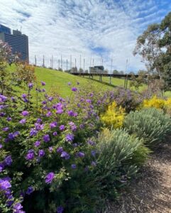 A Woody Meadow at Birrarung Marr (Image: The University of Melbourne)