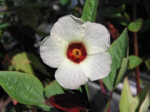 The white flower of Hibiscus sabdariffa (Image: 阿橋 HQ via Wikimedia Commons, CC BY-SA 2.0)