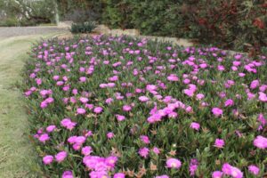 Carpobrotus glaucescens 'CAR10' PBR Trade Name Aussie Rambler™ (Image supplied by Ozbreed )