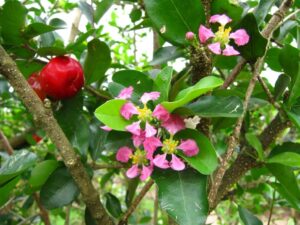 A spread of acerola flowers on the dense branches
