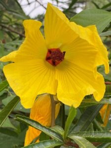 A yellow form of Hibiscus heterophyllus (Image: allthingsnative via Wikimedia Commons, CC BY-SA 4.0)
