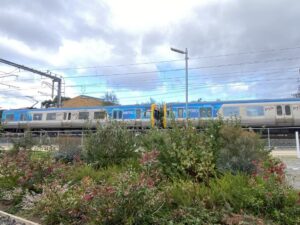 A Woody Meadow next to a train line (Image: The University of Melbourne)