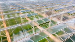 Light transmission, reflective properties and ventilation systems are vital aspects of greenhouse design seen here in the large 1250mm wide glass panes and diffused glass and ventilation windows at Burleigh Flowers in Silvan, Victoria