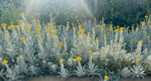 Chrysocephalum apiculatum ‘CAP07’ PBR Intended Trade Name Aussie Reflection™ (Image supplied by Ozbreed)