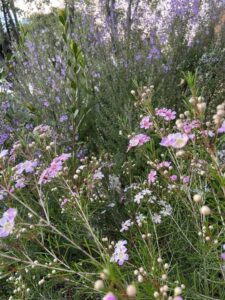 A Woody Meadow in Coburg (Image: The University of Melbourne)