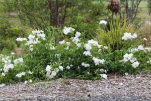 Pandorea jasminoides 'PJ01' PBR Trade Name Ozbreed Flat White® (Image supplied by Ozbreed)
