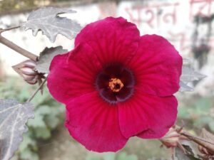 Flower (a) and foliage (b) of Hibiscus acetosella (Flower, image: Picryl; foliage, image: Forest and Kim Starr via Wikimedia Commons, CC BY-SA 3.0)