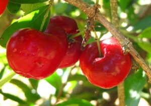 Geometric branches loaded with the bright red cherries that give acerola its other common name, Barbados cherry