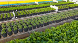 A high health mother plant nursery at Ball Australia, Melbourne, with plants on fixed mesh tables and drip irrigation