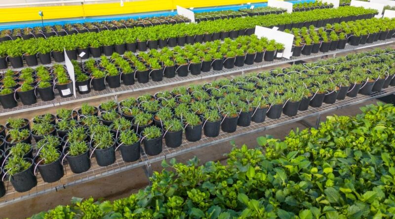 A high health mother plant nursery at Ball Australia, Melbourne, with plants on fixed mesh tables and drip irrigation